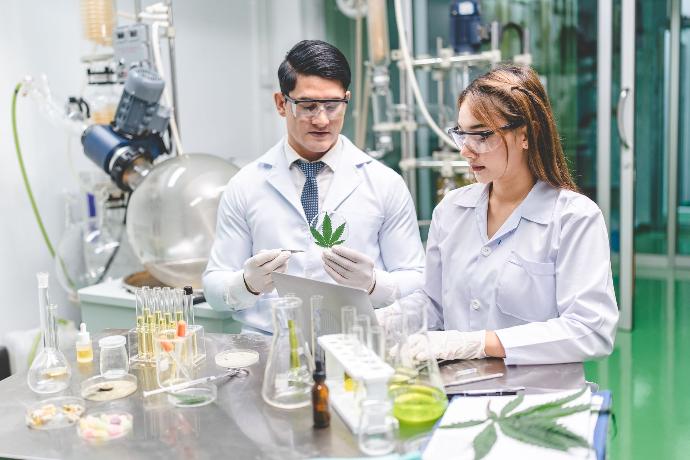 Efforts to Tackle the THCV Issue and Future Considerations